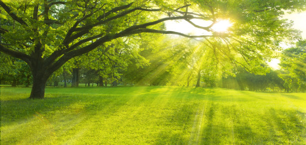 树的阳光图片下载