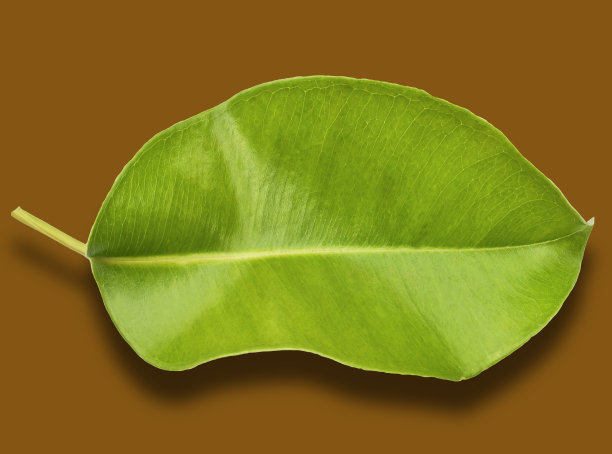 气味清香Cumini叶图片下载