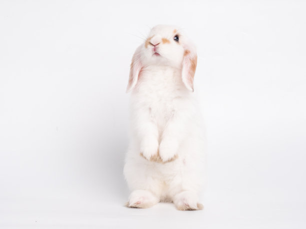 前视图的白色可爱的婴儿荷兰lop兔站在白色背景。小兔子的可爱动作。图片下载