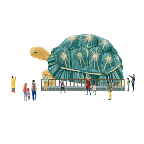 人们在动物园欣赏海龟图片下载