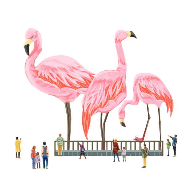 人们在动物园欣赏火烈鸟图片下载