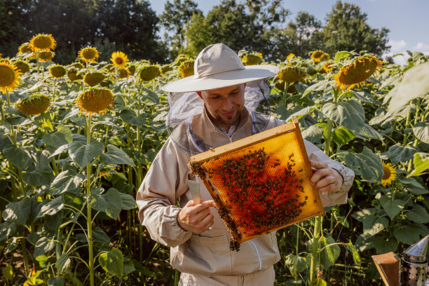 照片中，高兴的微笑的男子抱着框架与蜜蜂和蜂巢双手站在满是向日葵的田野上。Apriculture养蚕的概念。采集蜂蜜的工作时间图片下载