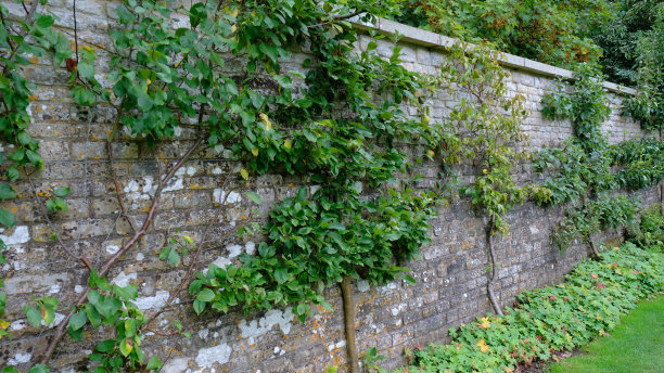 埃斯帕利埃训练果树图片下载