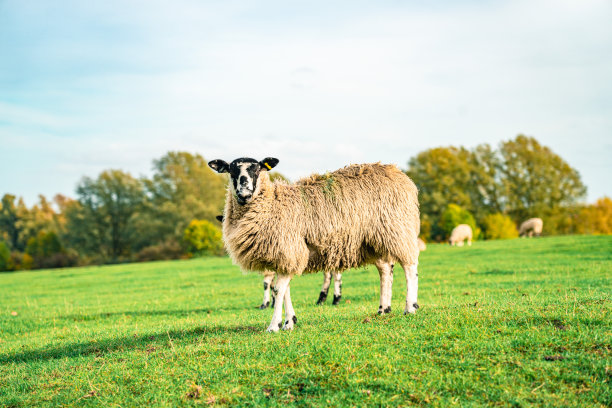田野上的羊图片下载