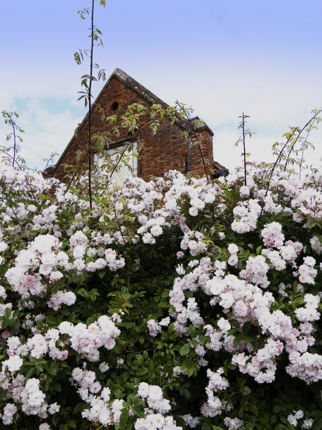 夏花围墙花园，花花绿绿的植物园艺界图片下载