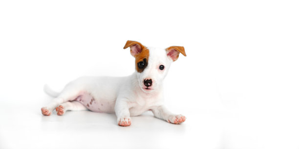 白色背景上的杰克罗素梗小狗。横幅。铭文的地方图片下载