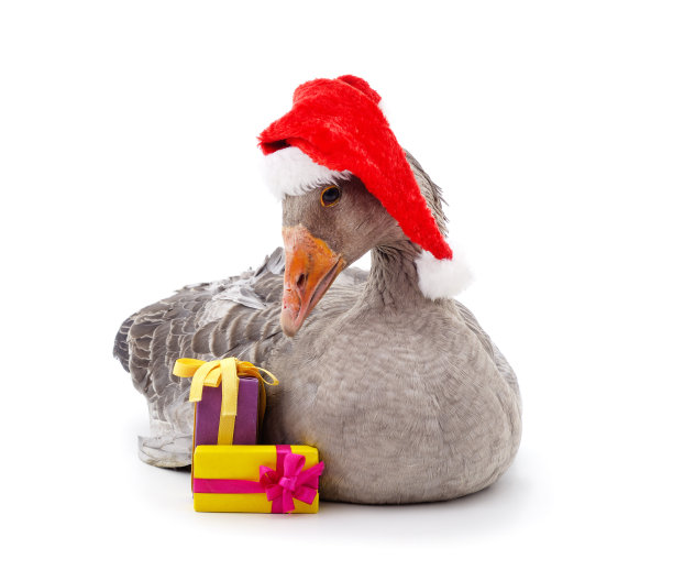 鹅带着圣诞帽和礼物。图片下载