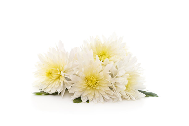 美丽的白色菊花。图片下载