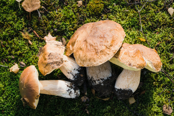 新鲜采摘的牛肝菌-可食用蘑菇，也被称为penny bun，牛肝菌，cep，牛肝菌，牛肝菌王。图片下载