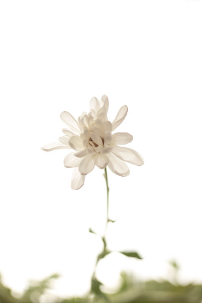 白色的菊花图片下载