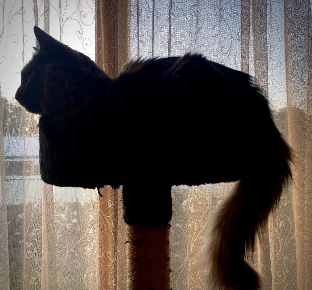 猫的轮廓图片下载