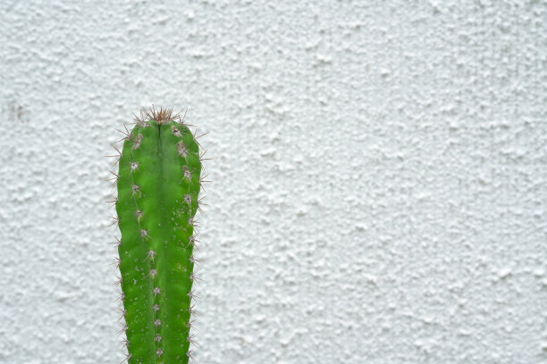 模糊背景上的绿色仙人掌图片下载