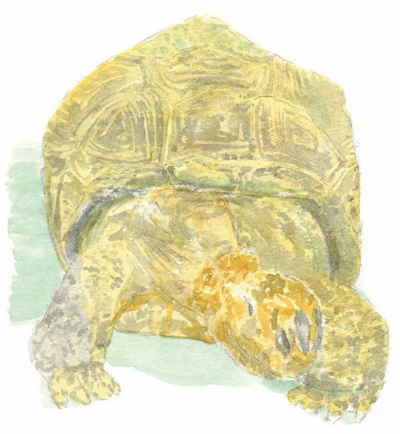 亚达布拉巨龟的插图图片下载