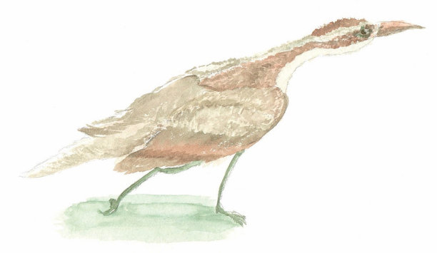 插图的澳大利亚本地鸟类，灌木石鹬图片下载