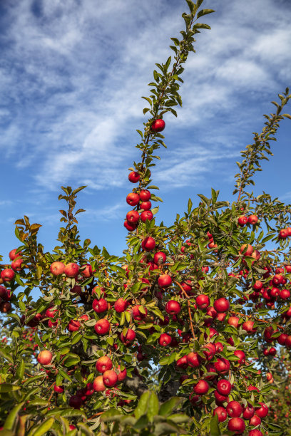 “尼耶德苹果”的果实簇，这是土耳其尼耶德省生长的一种当地苹果品种。图片下载