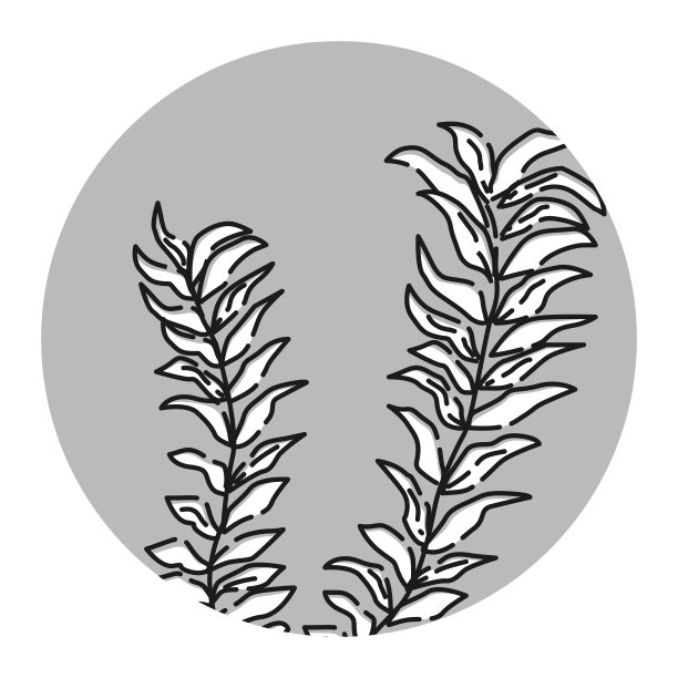 Anacharis图标(伊乐藻)图片下载