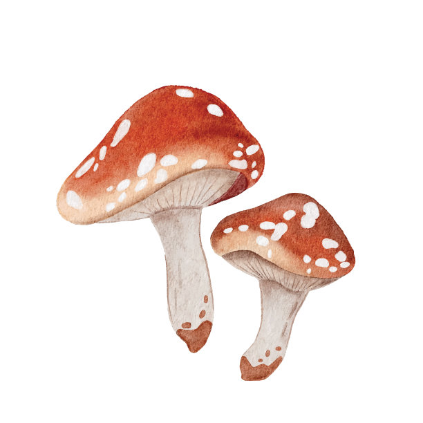 水彩蘑菇图片下载