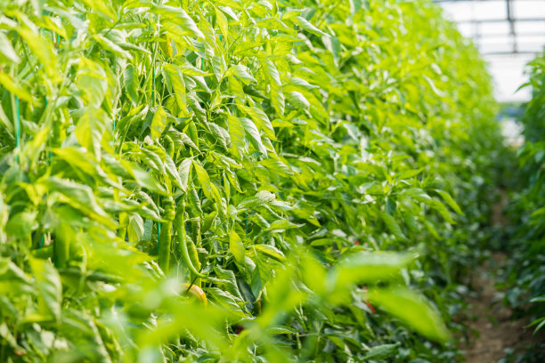 温室里生长的有机绿辣椒图片下载