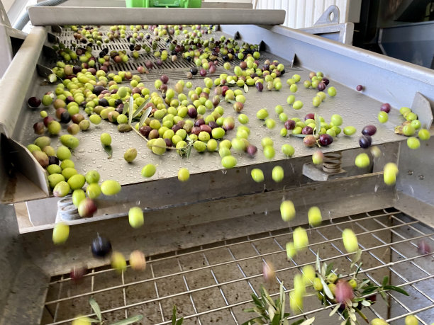 橄榄油生产图片下载