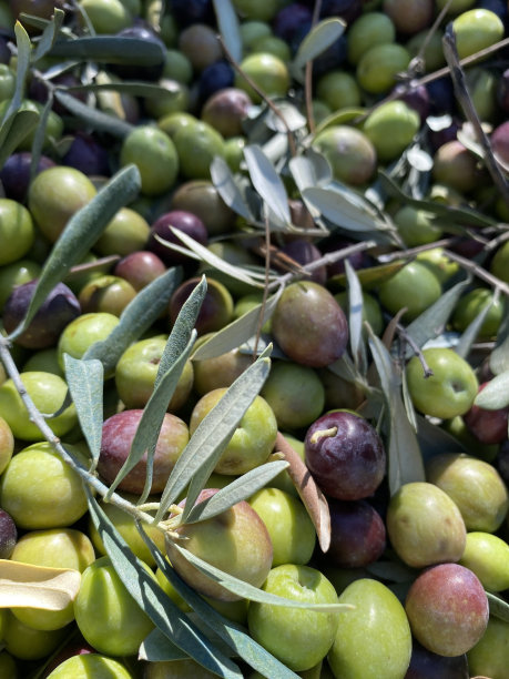 橄榄油生产图片下载
