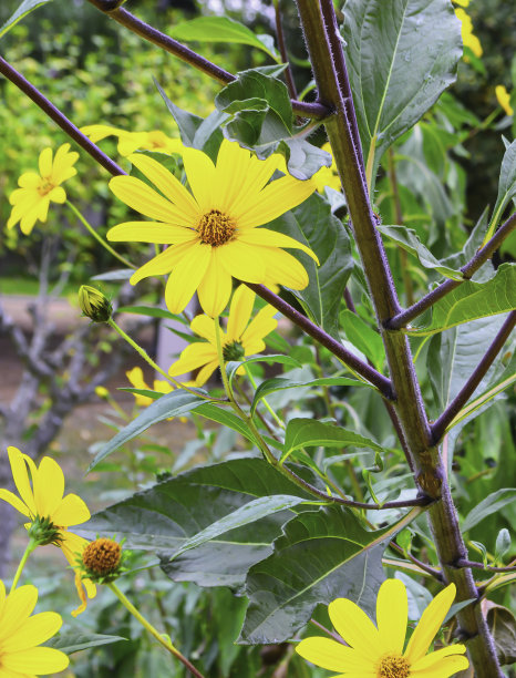 秋天花园特写中的耶路撒冷洋蓟Helianthus tuberosus的亮黄色花朵。有选择性的重点。图片下载