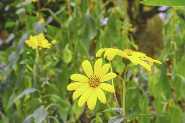 明亮的黄色菊芋花在秋天的花园特写。有选择性的重点图片下载