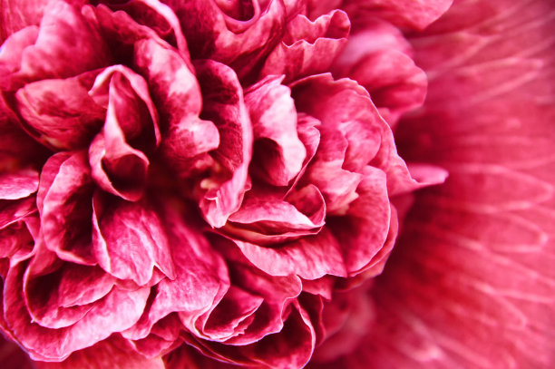 冬青花瓣的微距镜头，全帧图片下载