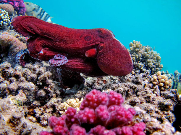 蓝色大章鱼图片下载