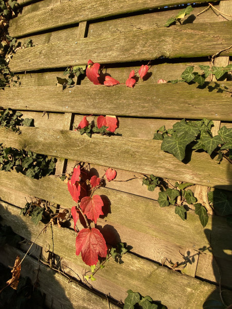 秋天的彩色树叶从木栅栏里长出来图片下载