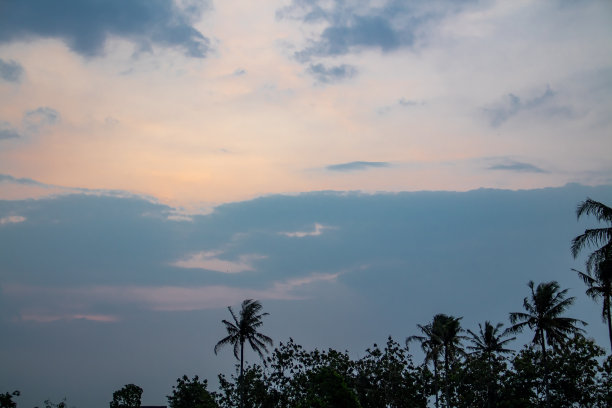 椰子树轮廓图片下载