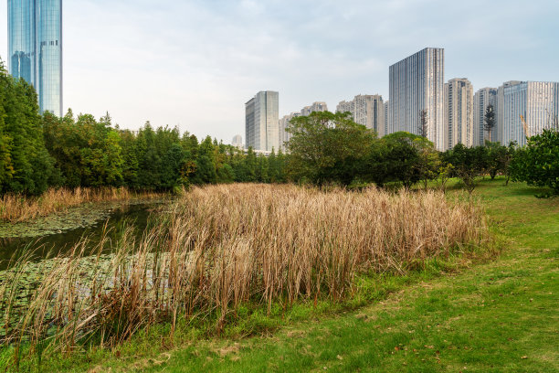 上海现代建筑背景的城市公园图片下载