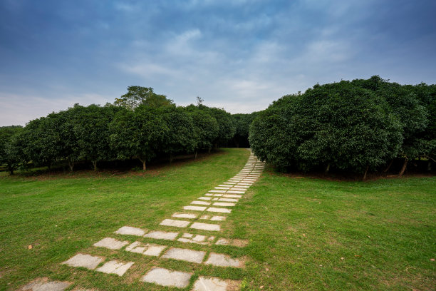 美丽的绿色城市公园全景图片下载