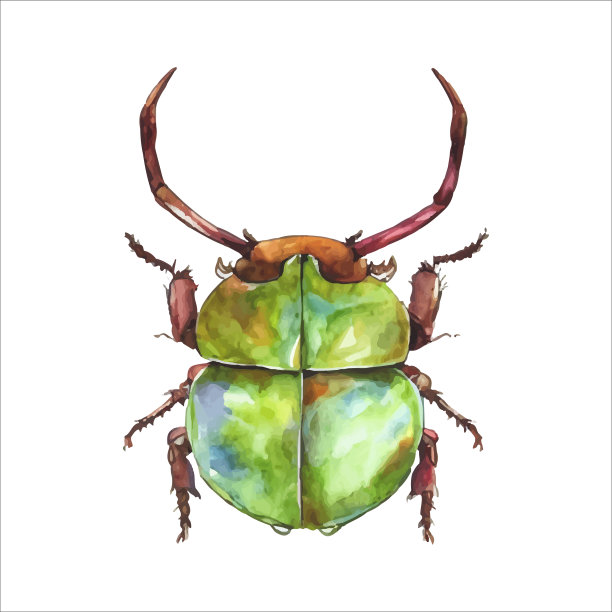 绿色的水彩甲虫。水彩矢量插图孤立在白色上图片下载