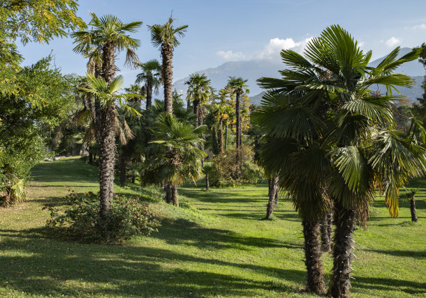 有棕榈树的公园图片下载
