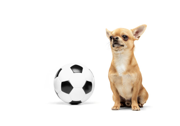 足球迷。可爱的小金色吉娃娃的肖像孤立在白色的工作室背景。动物生活、品种、兽医和护理的概念。图片下载