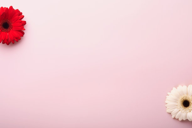 3月8日。国际妇女日。两只红白相间的非洲鼠，粉色背景的粉色信封。副本的空间。模拟。花的概念。设计模式。3月8日假期。图片下载