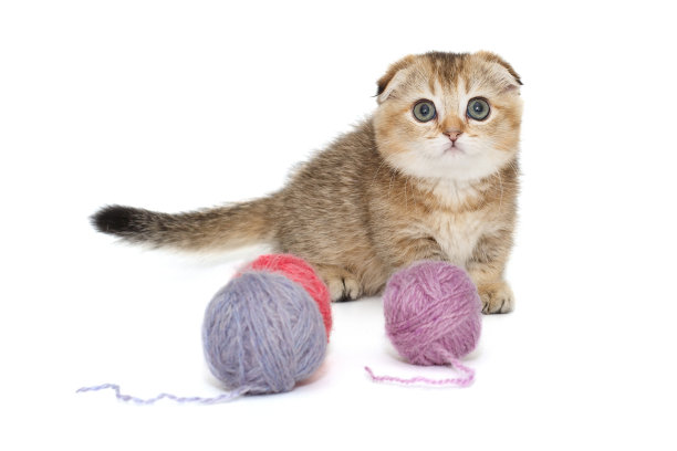 苏格兰折耳猫和五颜六色的毛球图片下载