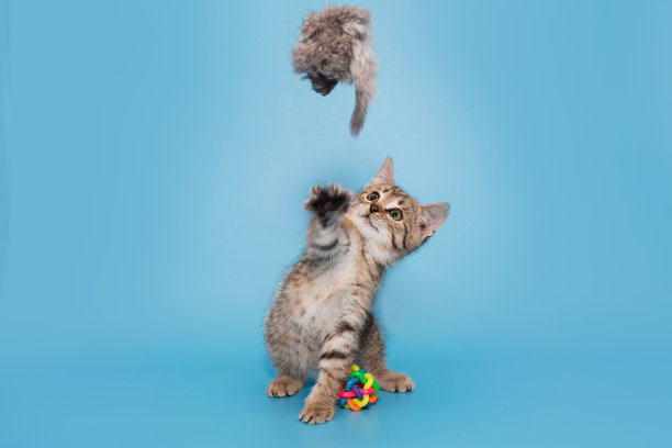 顽皮的灰小猫在玩玩具图片下载