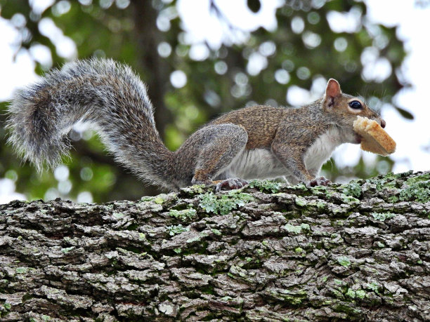 灰松鼠(Sciurus carolinensis)——嘴里含着一片面包图片下载