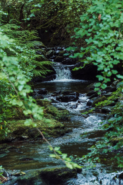 托克瀑布-基拉尼国家公园，克里，爱尔兰图片下载