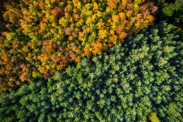 秋天的树叶在森林里，从上到下无人机视图图片下载