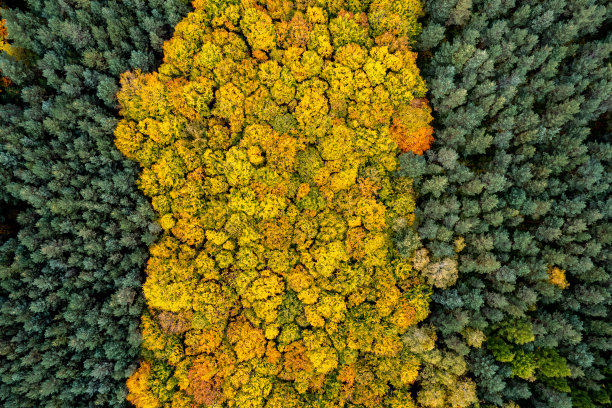 无人机俯瞰秋天的森林。树林里五颜六色的树。秋天森林空中无人机视图。秋天的自然背景图片下载