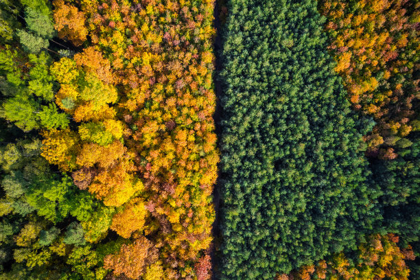 抽象无人机观秋彩色森林图片下载