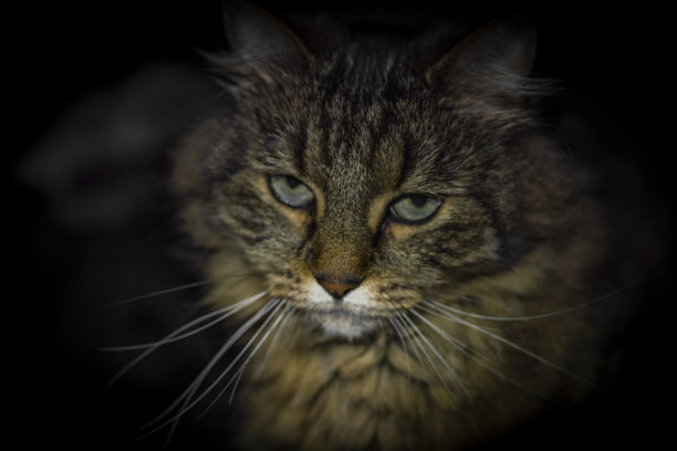 虎斑绿眼睛猫头与深色背景内部图片下载