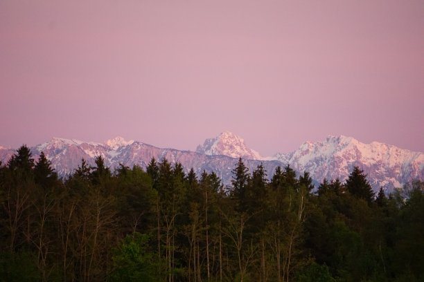粉色的日落在山间和前面的针叶林。粉红色的天空，山脉和针叶林。阿尔卑斯山的日落。红色的日落在山上。白雪覆盖的山峰和粉红色的天空。图片下载
