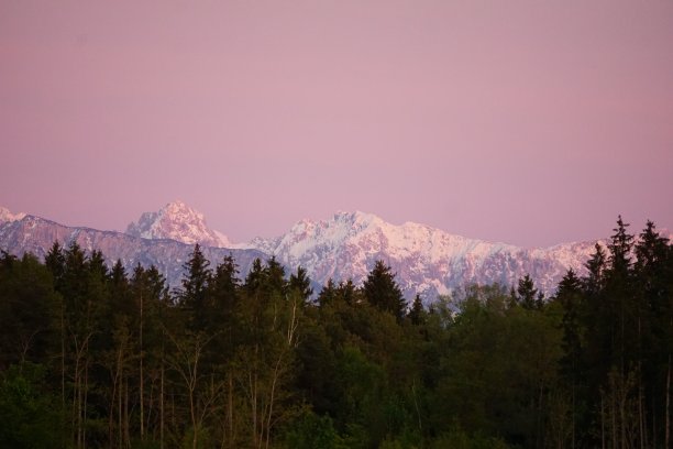 粉色的日落在山间和前面的针叶林。粉红色的天空，山脉和针叶林。阿尔卑斯山的日落。红色的日落在山上。白雪覆盖的山峰和粉红色的天空。图片下载