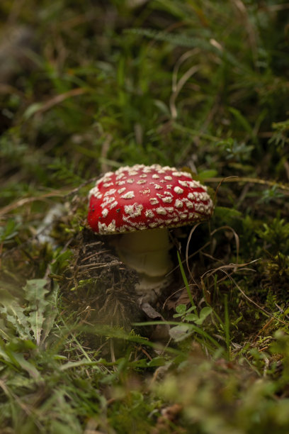 苍蝇伞菌生长在森林里图片下载