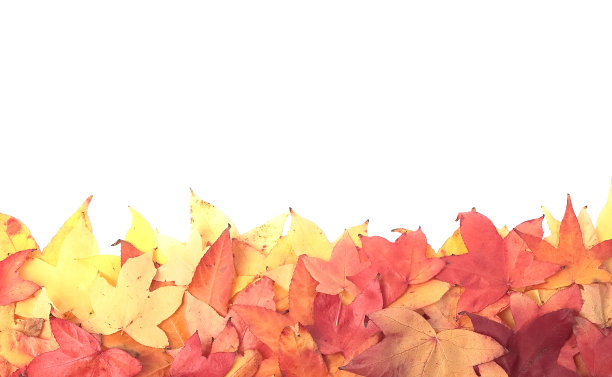 枫叶，秋天的颜色。横幅或框架图片下载