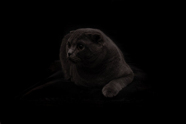 灰色苏格兰折耳猫在黑色背景上休息图片下载