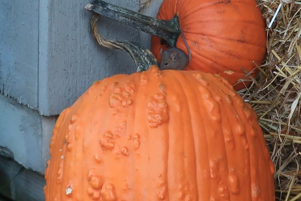 鼠标和南瓜图片下载